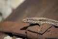 Close up photography of brown lizard