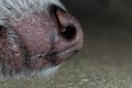 Close up photography of a dogs nose