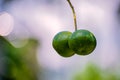 Close Up Photography of Fresh Juicy Green Orange Lemon Hanging from The Branches of Tree In Garden. Raw fruit plant with leaves in Royalty Free Stock Photo