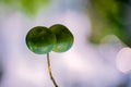 Close Up Photography of Fresh Juicy Green Orange Lemon Hanging from The Branches of Tree In Garden. Raw fruit plant with leaves in Royalty Free Stock Photo