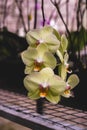 close up photography of green Phalaenopsis with bokeh nature Background. Moon orchid flowers close up photography with bokeh Royalty Free Stock Photo