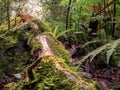 Close-up photography of a handcrafted wooden animal figurine on a moss coverd trunk