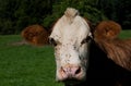 Close up portrait of a brown and white cow Royalty Free Stock Photo