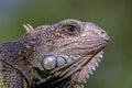 Close-up photography of the head of a green iguana