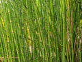 Close-up photography of healthy rough horsetail plants