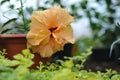 Hibiscus blossom