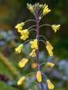 Close-up photography of kale flowers