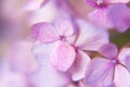 Close up photography of light pink hydrangea flower Royalty Free Stock Photo