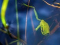 Close-up photography of a little green dotted tree frog sumerged in a pond Royalty Free Stock Photo