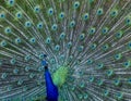 Colourful Male Peacock Displaying Feathers