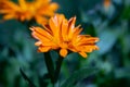 Close up photography of a marigold flower Royalty Free Stock Photo