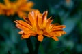 Close up photography of a marigold flower Royalty Free Stock Photo