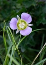 Close up photography of a Mariposa lily wildflower.