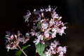 Close up photography of marjoram plant blooming
