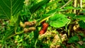 Close-up photography of mulberry trees hanging on growing branche, fresh, ripe, white and pink Royalty Free Stock Photo