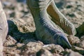 Close-up photography of an ostrich foot