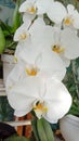 close-up photography, petals and stamens of the orchid