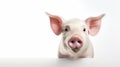 Close-Up Photography of Pig Snout with Soft Features Displaying a Curious Expression Against a Bright White Background Royalty Free Stock Photo