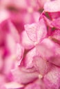 Close up photography of pink hydrangea flower Royalty Free Stock Photo