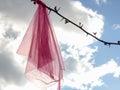 Close-up photography of a pink scarf tangled in a Bougainvillea twig