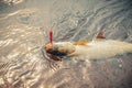 Close up photography of predatory fish Asp (Aspius aspius). Fishing Royalty Free Stock Photo