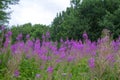 Close up Photography of Purple Loosestrife