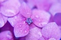 Close up photography of purple pink hydrangea flower Royalty Free Stock Photo