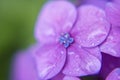 Close up photography of purple pink hydrangea flower Royalty Free Stock Photo
