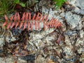 Close-up photography of the red frond of a fern over a very muddy clay trail Royalty Free Stock Photo