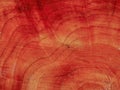 Close-up photography of the rings and texture of freshly sawed alder trunk