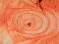 Close-up photography of the rings and texture of freshly sawed alder trunk