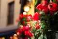 Close up photography set of red roses on an illuminated facade