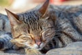 Close-up photography of sleeping domestic cat