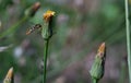 Hoverfly sitting on the bud of a dandelion