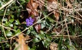 Beautiful single common periwinkle, vinca minor