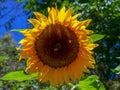 Close-up photography of a sunflower with  a two bees on it Royalty Free Stock Photo