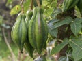 Close-up photography of three unripe mountain papaya fruits