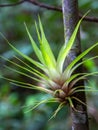 Close-up photography of a tillandsia plant attached to a tree trunk I Royalty Free Stock Photo