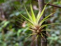 Close-up photography of a tillandsia plant attached to a tree trunk II Royalty Free Stock Photo