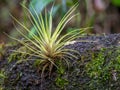 Close-up photography of a tillandsia plant attached to a tree trunk with moss