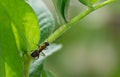 Black ant on a green leafe