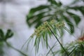 Tsiperus blossom Royalty Free Stock Photo