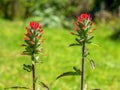 Close-up photography of two scarlet Indian paintbrush flowers on a field Royalty Free Stock Photo