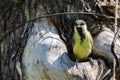 bird fledgeling hollow nature environment pollution