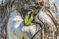 bird nestling hollow nature animal protection Royalty Free Stock Photo