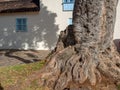 Close-up photography of a very old root of a tree Royalty Free Stock Photo