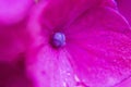 Close up photography of vivid pink hydrangea flower Royalty Free Stock Photo
