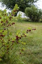 Close up Photography of White hawthorn Crataegus monogyna