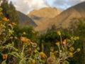 Close-up photography of the yellow flowers of the erato vulcanica Royalty Free Stock Photo