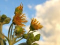 Close-up photography of the yellow flowers of the erato vulcanica tree against the sky at sunset Royalty Free Stock Photo